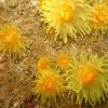 Anemone Corail solitaire jaune 1
